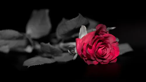 Dark romance : quand la fiction se heurte aux limites de la loi