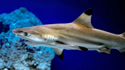 Au Brésil, des requins testés positifs à la cocaïne !