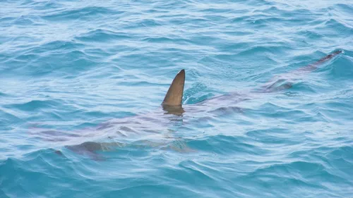 Grosse frayeur aux Iles Canaries : un requin de 3 mètres vu le long...