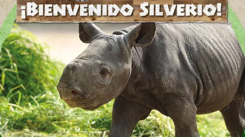 Naissance rare dans un zoo au Chili