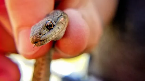 Une femme se retrouve nez à nez avec un serpent dans sa douche (Photo)