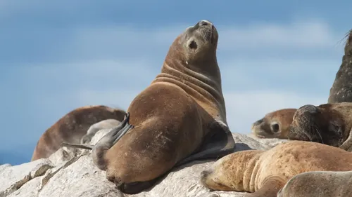 Chili : un sanctuaire géant pour sauver une espèce d’otaries 