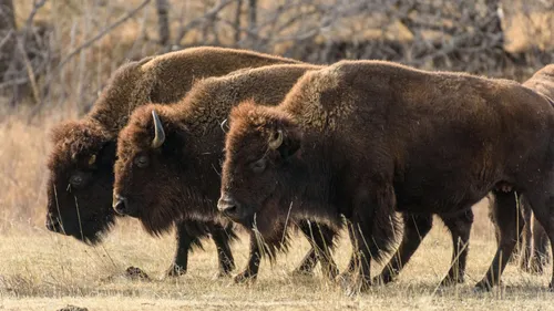 Au Mexique, le retour des bisons redonne vie au désert après 160...