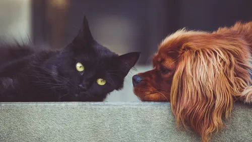 Pourquoi les salons du chiot et chaton ne sont pas encore interdits