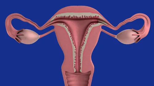 Rete ovarii : cet organe féminin disparu des manuels de médecine...
