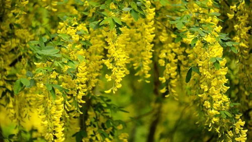 CHU de Bordeaux : Attention à ne pas confondre fleurs d'Acacia et...