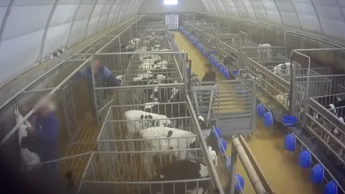 Maine-et-Loire : un élevage de veaux épinglé par L214