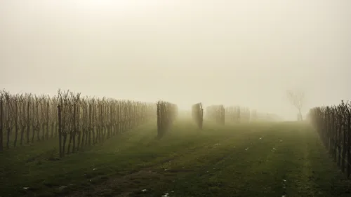 Vague de froid : les vignerons s'inquiètent des conséquences