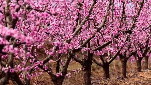 Fundão, la ville portugaise qui a la cerise