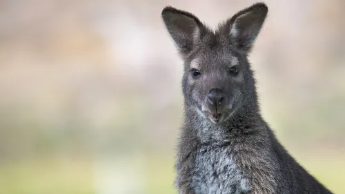 Un wallaby aperçu en train de se promener dans une forêt icaunaise 