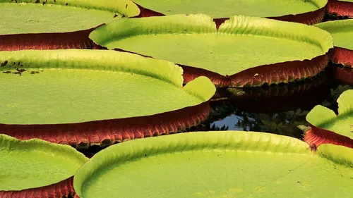 Bolivie : (Re)découverte du plus grand nénuphar du monde