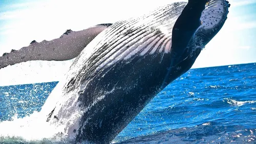 Au Chili, un homme de 24 ans avalé vivant par une baleine !