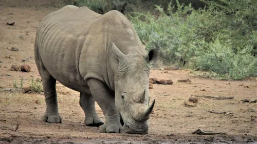 Zoo de Thoiry : bientôt un troisième rhinocéros blanc dans le parc