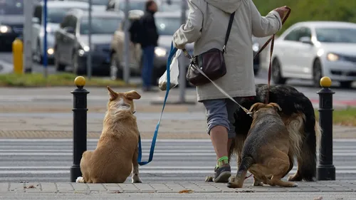 Prêt à payer 750 € pour la crotte de votre chien ?