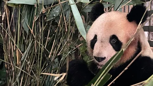 Yuan Meng, premier panda né à Beauval, fête son sixième...