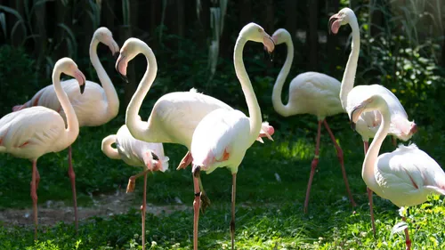 Deux-Sèvres : le parc Zoodyssée gratuit le 25 juin pour les...