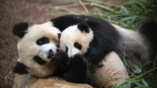 Le ZooParc de Beauval passe le cap des 2 millions de visiteurs