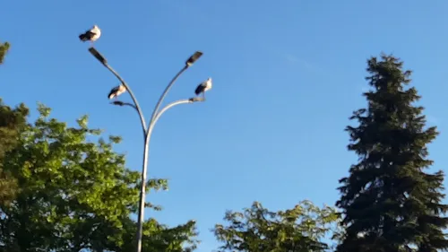 Des cigognes aperçues dans le ciel ligérien 