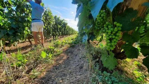 Vendanges : les viticulteurs recrutent 