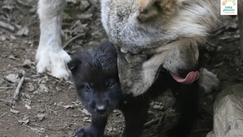 Zoo de Saint-Martin-la-Plaine : naissance de 4 louveteaux 