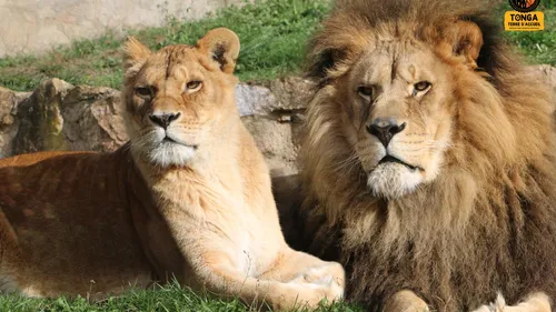 La première lionne recueillie par Tonga Terre d'Accueil est décédée 