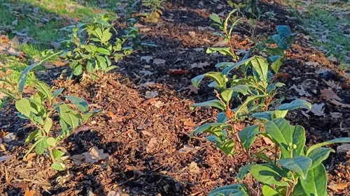 Idée sortie : et si on visitait les plantations de la Fabrikathé ? 