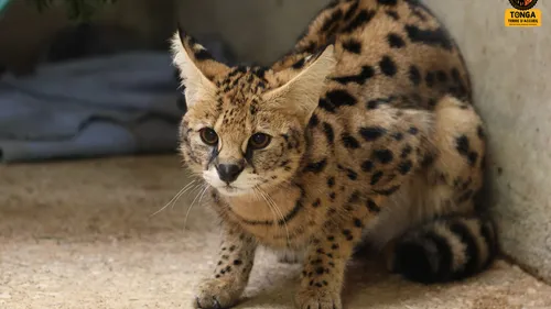 Tonga Terre d'Accueil : 2 lions et 4 servals envoyés en Afrique du Sud
