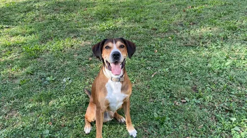 Le chien est enlevé à Lyon et aperçu... à Saint-Etienne 