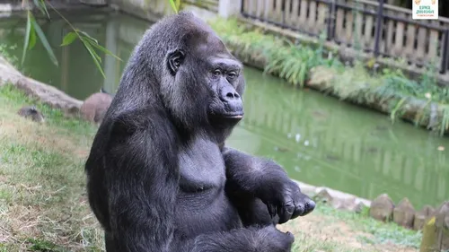 Saint-Martin-la-Plaine : préparez le goûter des gorilles ce mercredi