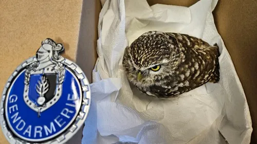Loire : la gendarmerie sauve une chouette... sur l'A72 !