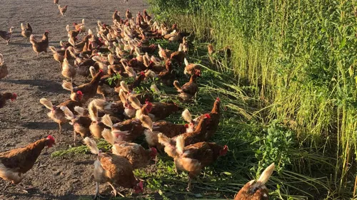 Rive-de-Gier : des poules pondeuses à vendre ce samedi