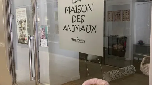 Saint-Etienne : Une collecte de dons pour la Maison des Animaux