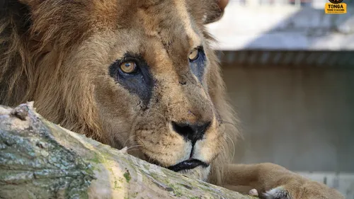 Saint-Martin-la-Plaine : 26 ans pour un lion "un exploit"