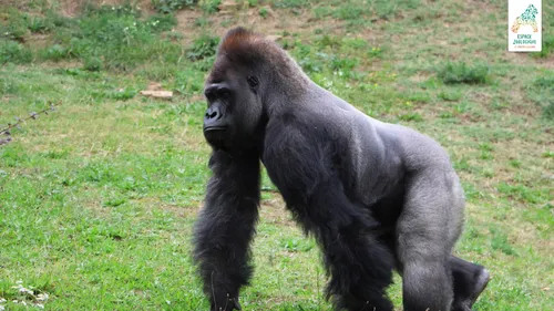Après 20 ans au zoo de Saint-Martin-la-Plaine, Kishum s'en est allé