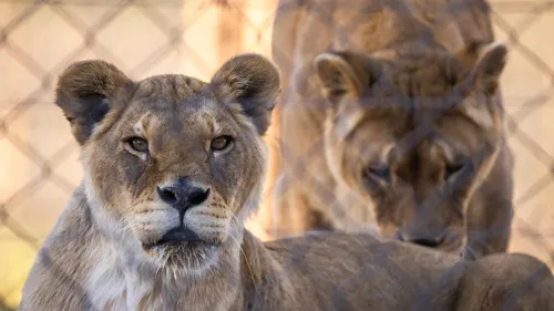 Tonga Terre d'Accueil : deux lionnes ont pris la direction de...