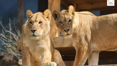 Saint-Martin-la-Plaine : deux lionnes rejoignent l'espace zoologique 