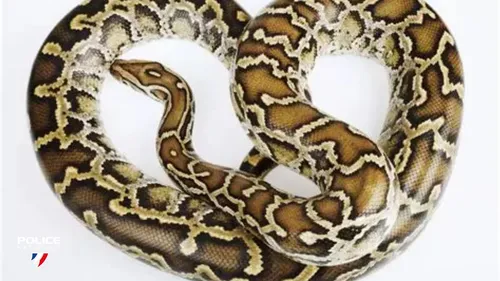 Roche-la-Molière : le python a été retrouvé 
