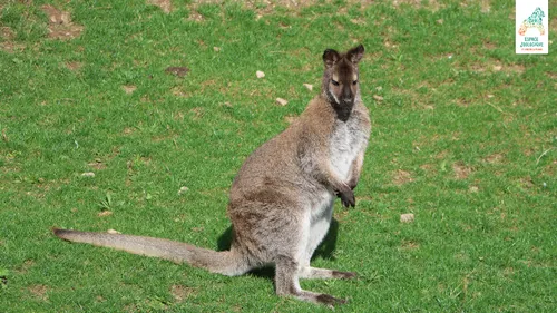Le zoo de Saint-Martin-la-Plaine recueille un Wallaby errant