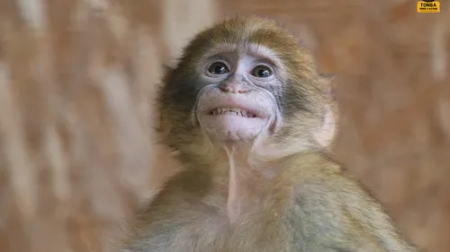 Loire : un bébé singe issu d'un trafic illégal recueilli par...