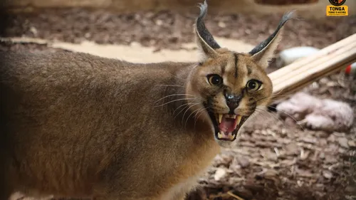 Loire : un caracal détenu illégalement débarque au refuge Tonga...