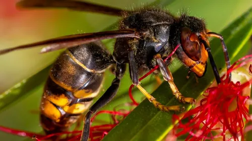 Saint-Etienne : La ville distribue 2000 pièges contre le frelon...