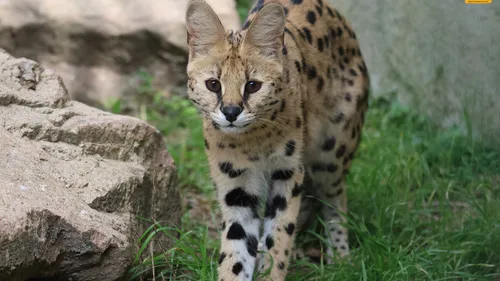 Loire : Un nouveau serval débarque au refuge Tonga Terre d'Accueil