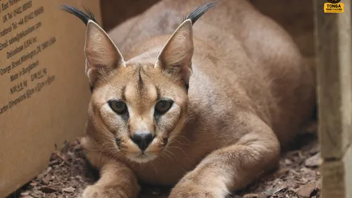 Loire : Un nouveau caracal débarque au refuge Tonga Terre d'Accueil