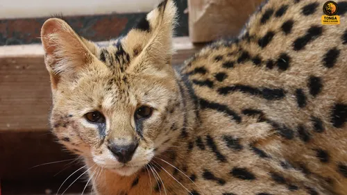 Loire : Deux servals débarquent au refuge Tonga Terre d'Accueil 