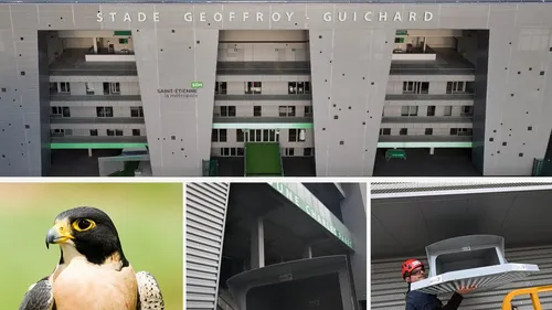 Insolite : Bientôt de nouveaux supporters pas comme les autres à...