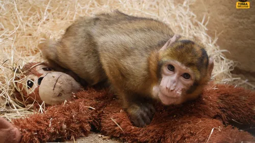 Loire : Un bébé singe détenu illégalement débarque au refuge Tonga...