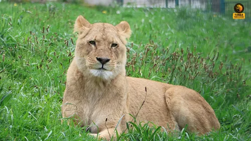 Loire : Le refuge Tonga Terre d'Accueil récupère 4 lionnes de cirque 