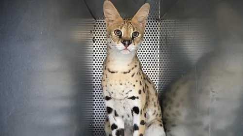 Loire : Quatre servals du refuge Tonga Terre d'Accueil s'envolent...