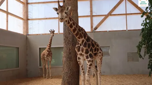 Des girafes débarquent dans la Loire !