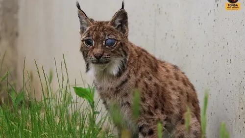 Agora, la lynx aveugle de Saint-Martin-la-Plaine, est décédée